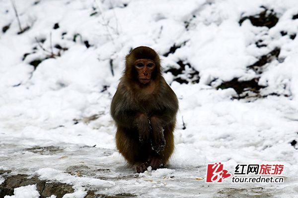 张家界武陵源:冰天雪地 猕猴“萌化”游人(图)_新浪新闻