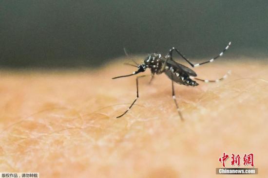 当地时间1月25日，哥伦比亚麦德林，Antioquia大学内的研究人员在实验室内研究治病蚊。