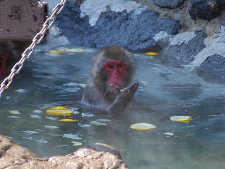 日本动物园内猴子露天泡澡取暖 游客赞可爱(图)1