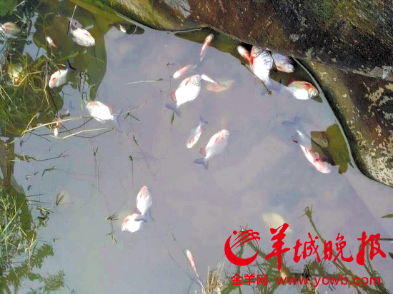 寒潮致广东渔业总经济损失9.9亿元 茂名冻死9