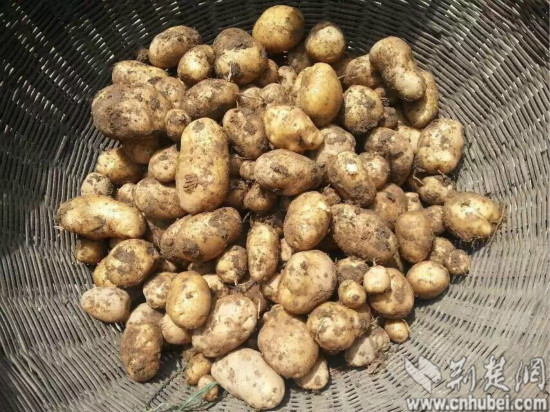 [2016湖北两会]沈艳芬代表:发展马铃薯产业 助