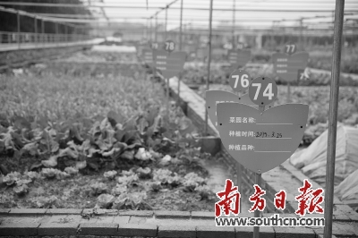 蕉岭县松源镇人口_蕉岭县镇山公园图片