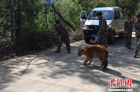 图为抓捕老虎。 钟欣 摄