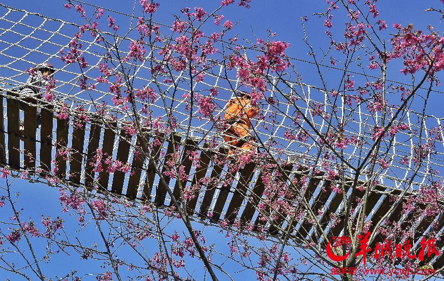 大年初一祈福赏樱去 广州从化樱花暖阳绽放