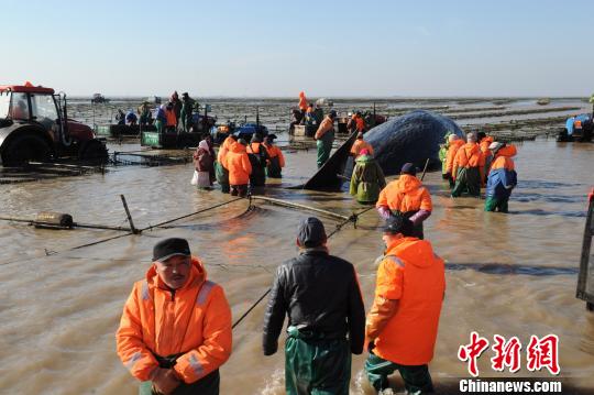 图为15日，江苏省海洋水产研究专家现场勘查搁浅死亡的抹香鲸。 陈建明 摄