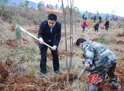 节后上班第一天 宜章干群植树忙(图)