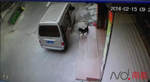 广州街坊看门狗接二连三当街被偷 曾遭盗贼当