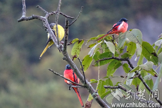 湖北五峰后河国家级自然保护区再添11种鸟类