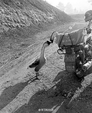 亲吻鹅已成盘中餐 一吻终变永别