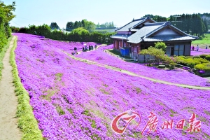 日本好丈夫为盲妻种花海