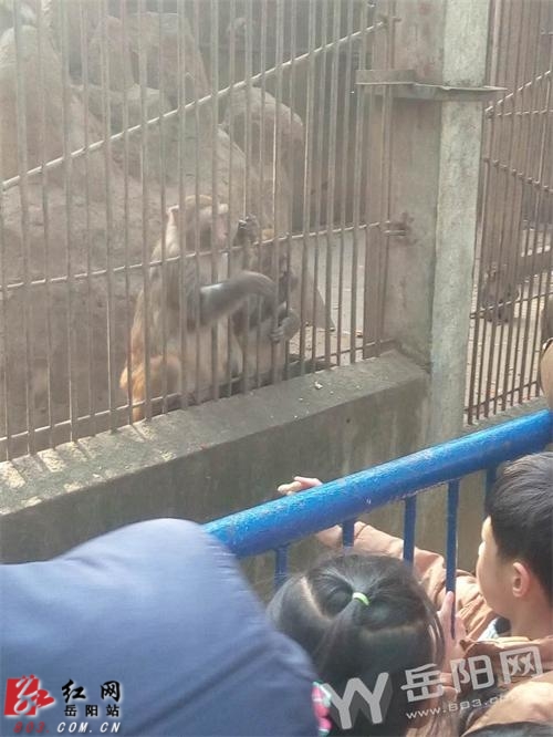 美女广场舞 | qq美女图片 猴年看猴成时尚岳阳每天4000人去动物园