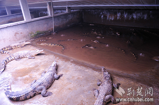 十三五湖北渔民纯收入力争年增长10%以上