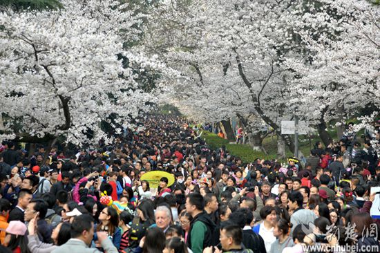 3月7日起可预约免票入园观赏武大樱花