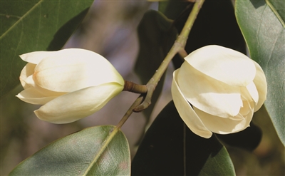深山含笑又名光叶白兰,莫夫人玉兰,木兰科含笑属,每年2月到3月间开花