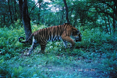 2007年，通过红外摄像机第一次捕捉到的野生东北虎影像。