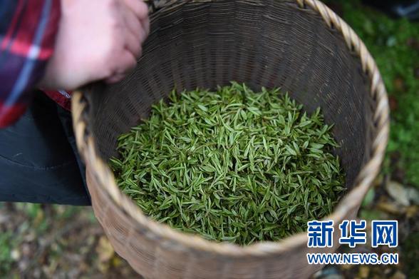 降温压头芽 茶农忙采茶--倒春寒下浙江西湖龙
