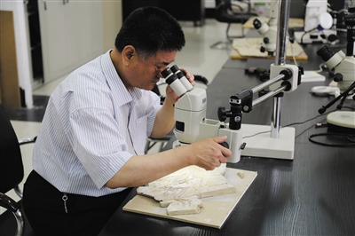 被称为“最牛民科”的郑晓廷，在博物馆对一件化石标本进行观察。 天宇自然博物馆供图
