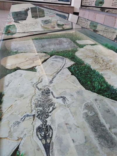 天宇自然博物馆内的化石藏品。这家博物馆由郑晓廷一手创办。