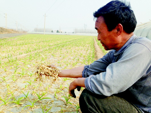 泰安10万亩大蒜被冻伤大幅减产