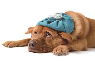 宠物店售卖带病“星期狗” 十多位消费者“中枪”却遭遇维权难