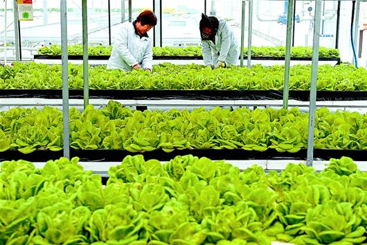 图文:特色农业助村民脱贫