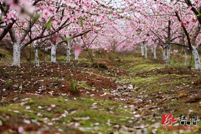 零陵三月春风暖石棚桃花开