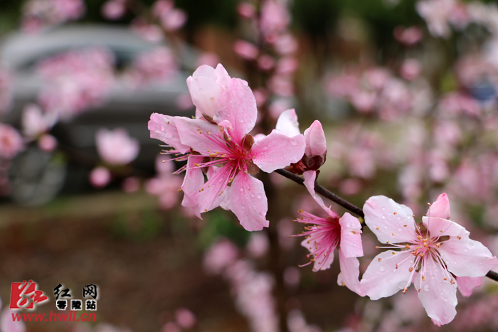 零陵三月春风暖石棚桃花开
