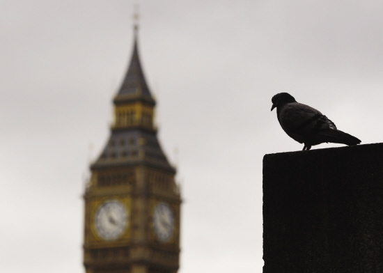 伦敦派出鸽子部队检测空气污染