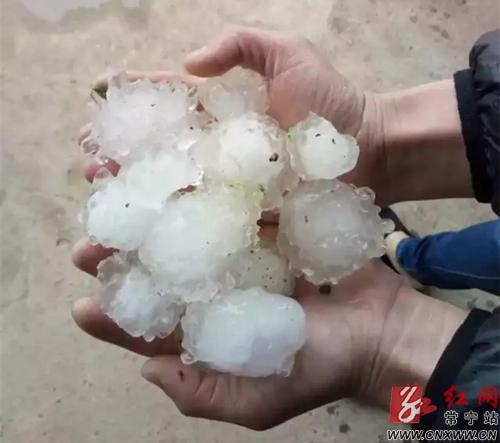 常宁三月下冰雹 个头比汤圆大