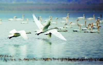 我欲乘风追万里