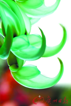 全国绿化模范城市 花落广州