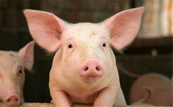 湖北生猪价已入上涨调控区 猪肉价格持续发烧