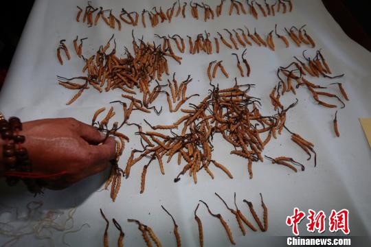 资料图：经过青海省内虫草专家鉴定，青海省玉树州杂多县虫草因个头大、质地优、成色佳、头孢长等特点，被评为玉树“虫草王”。中新社发 胡贵龙 摄