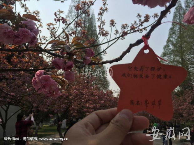 中科大樱花初开 吸引市民进校观赏_新浪新闻