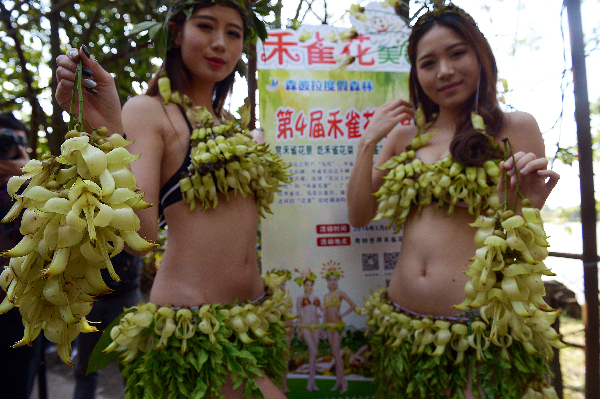 禾雀花“人体宴” 美女成“主菜”