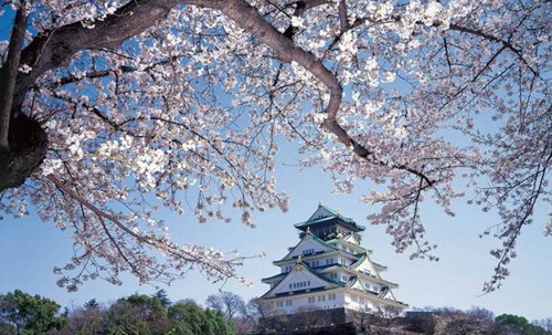 日本樱花季开始 赴日赏花中国游客或将增加