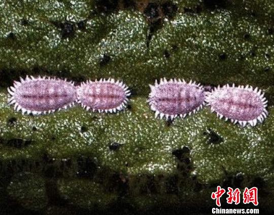 山西首次截获泰国入境航班有害生物南洋臀纹粉