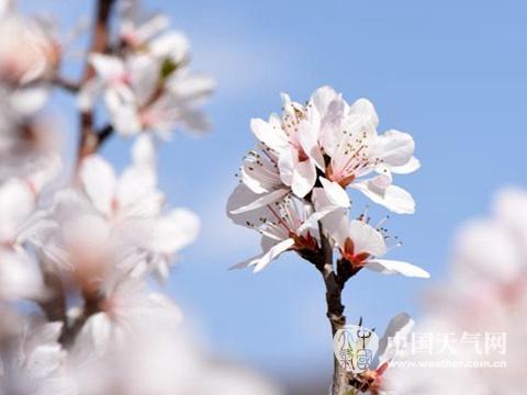 3月29日，北京天暖，花兒朵朵開(kāi)。（程成 拍攝）