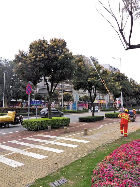 绿化芒果树被喷药节育