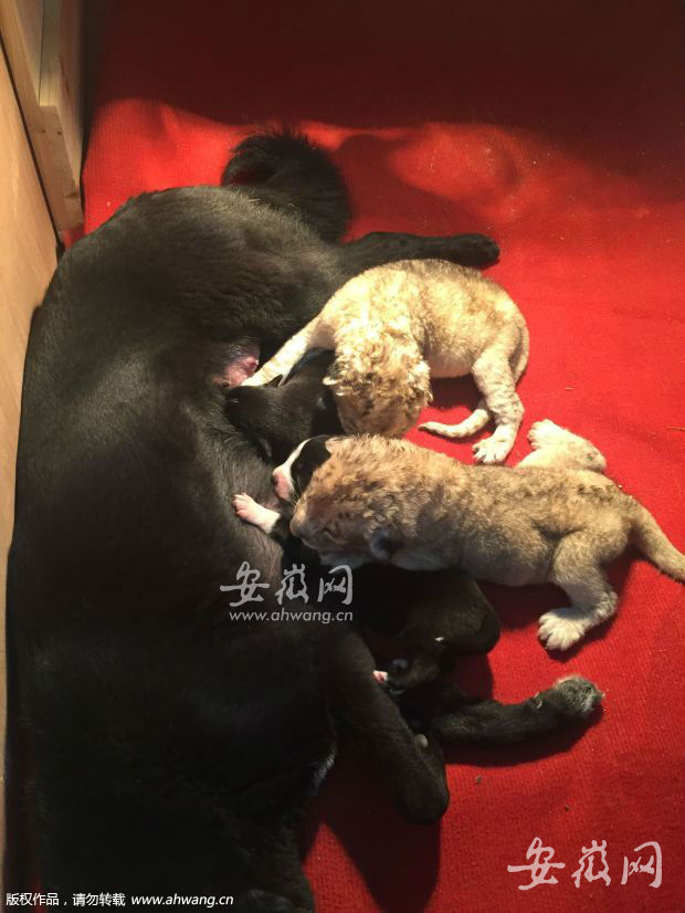 合肥野生动物园添两只非洲狮幼崽 被狗奶妈喂