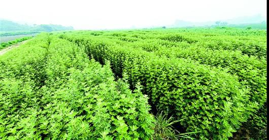 湖北蕲春:一把蕲艾做成10亿元产业