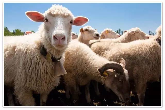 我不爱买基金,因为不想做韭菜 || 小钱频道