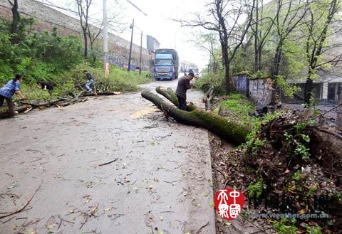 湖南遭强对流大树被连根拔起 5日起迎强降水