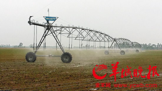 龙江人到湛江遂溪北薯南种 带来先进技术设备