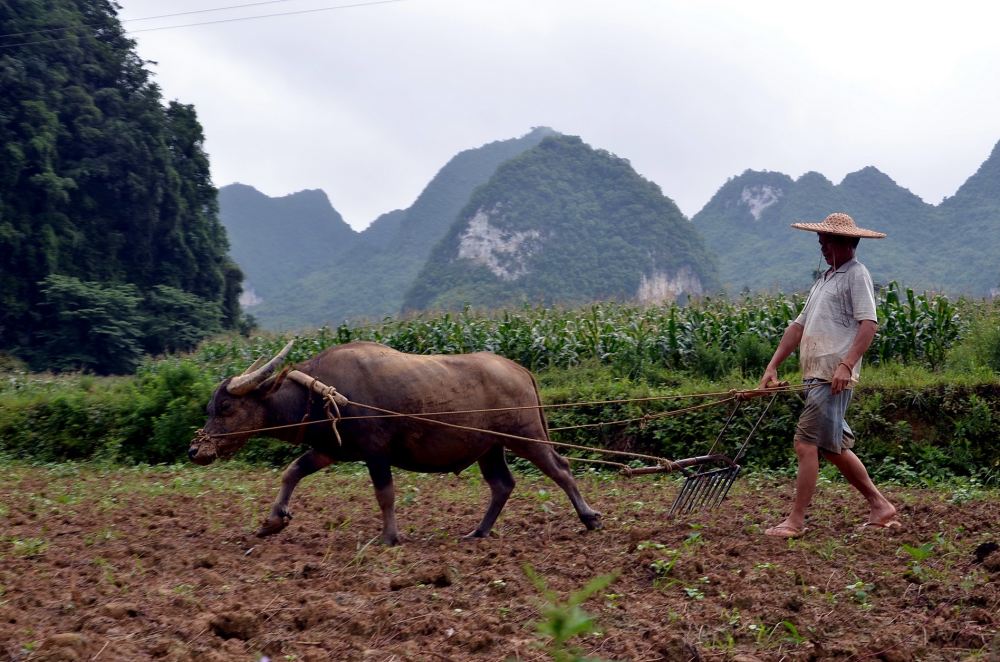 广西壮族自治区农村农民在田间耕种的景象.摄影/章轲