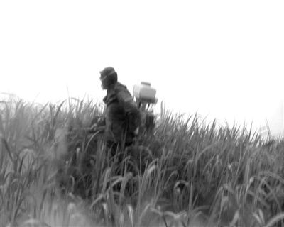 钉螺能吃吗钉螺血吸虫钉螺的做法钉螺的危害湖