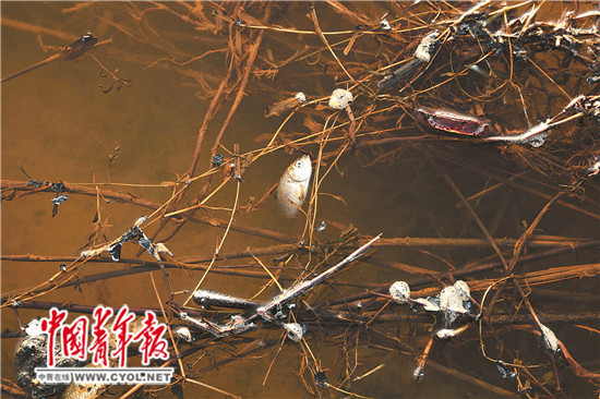 河北霸州惊现红河