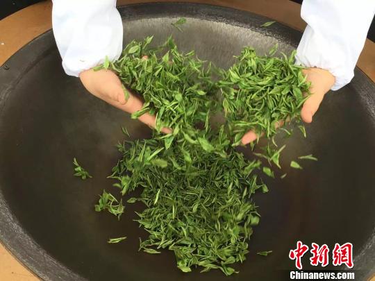 全国手工绿茶制作大赛在贵州湄潭举行