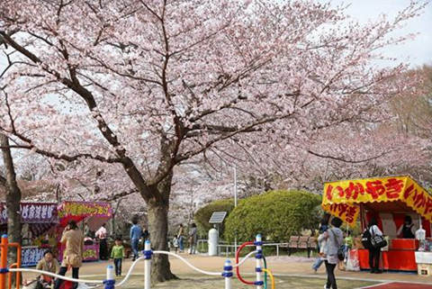日本各地大风天气致一人死亡 部分地区暖如盛