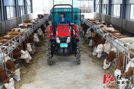临武已建成规模肉牛养殖场36个